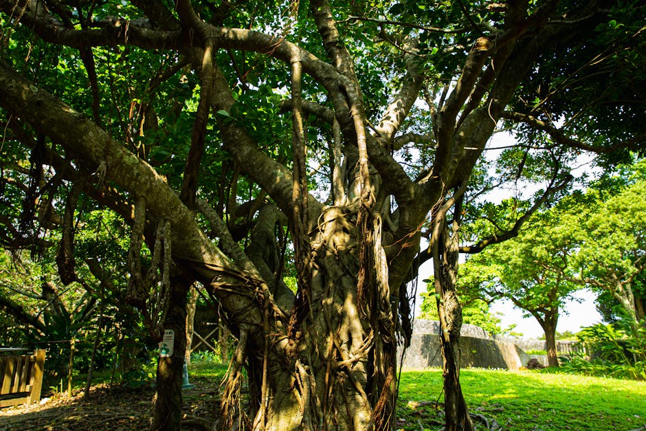 pexels photo 5220019 5220019 2 Majestic banyan tree in a serene Okinawa garden, captured in summer daylight.
